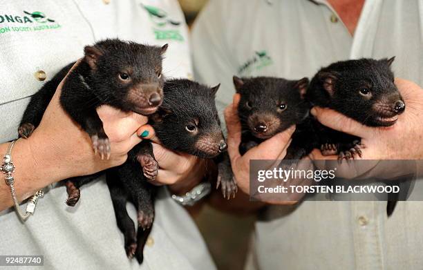 683 Of Tasmanian Devil Photos and Premium High Res Pictures - Getty Images 683 Of Tasmanian Devil Photos and Premium High Res Pictures - Getty Images