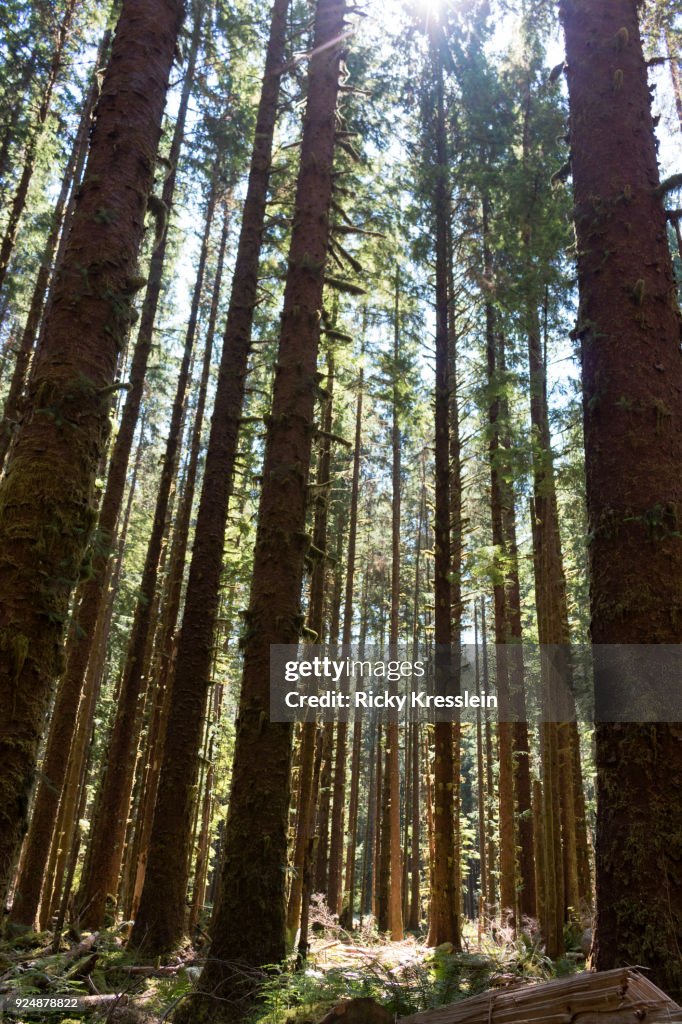 Tall Spruce Trees