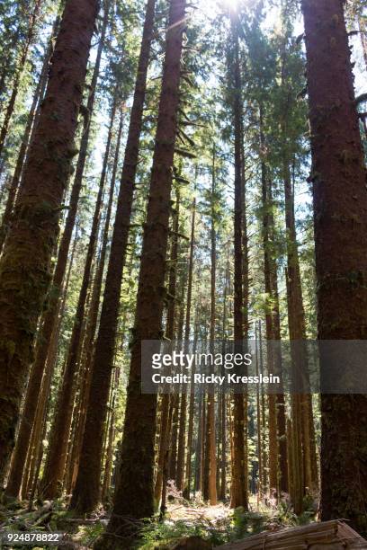 tall spruce trees - ricky kresslein stock-fotos und bilder