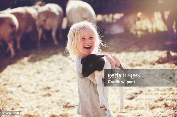 happy holding lamb smiling girl sideways - livestock stock pictures, royalty-free photos & images