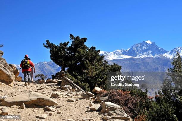 Trekking in the Annapurnas. Nepal.