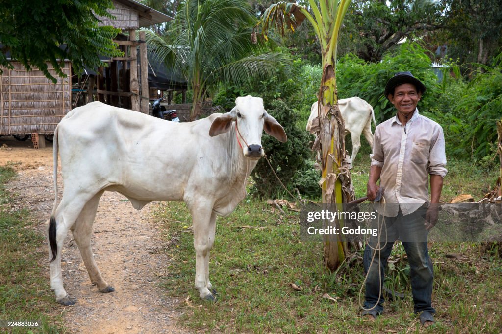 Khmer farmer with a cow. Battambang.  Cambodia.