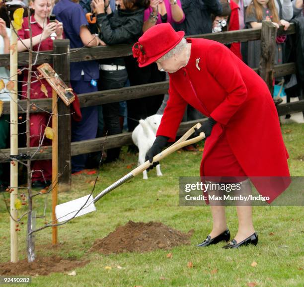 386 The Queen Of Spades Stock Photos, High-Res Pictures, and Images ...