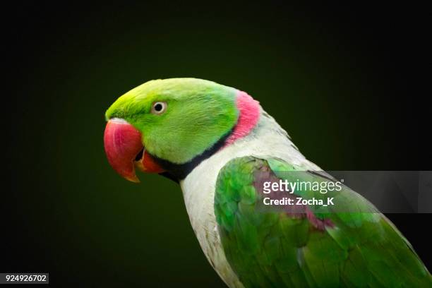ritratto di pappagallo - parrocchetto alessandrina - beak foto e immagini stock