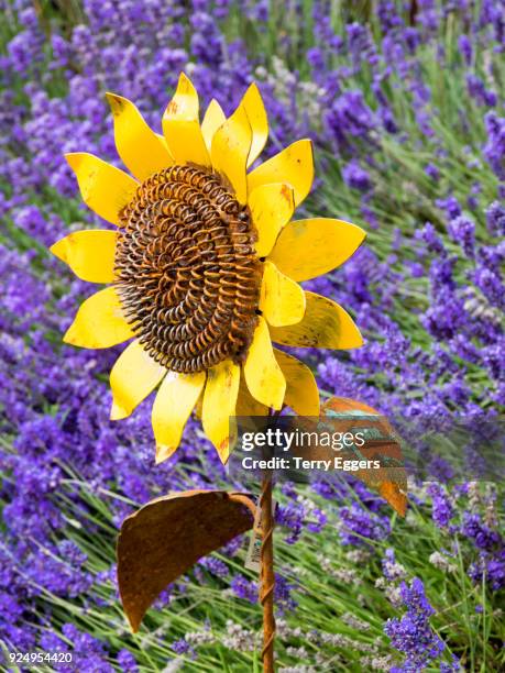 garden art in summer blooming garden - verwaltungsbezirk clallam county stock-fotos und bilder