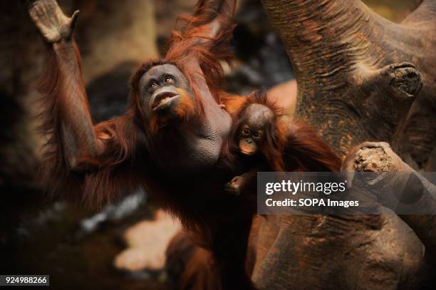 Bornean orangutan named Suli, and her female baby Kali, seen inside their enclosure at Fuengirola Bioparc.