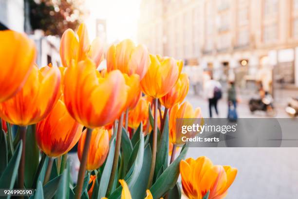 tulipanes y amsterdam - orange flower fotografías e imágenes de stock