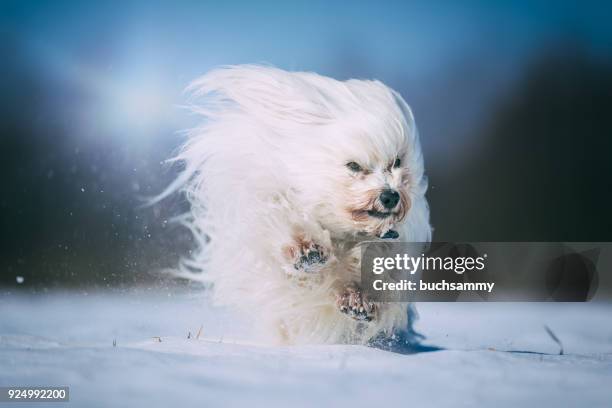 hund hat viel spaß im schnee - spaß 個照片及圖片檔
