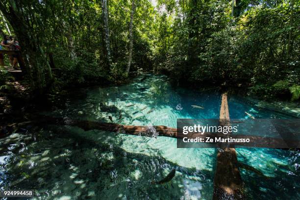 lake encantado - mystery meat stock pictures, royalty-free photos & images