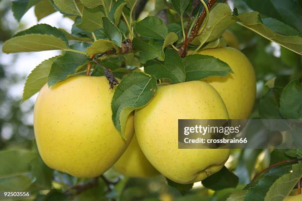 yellow apple on tree - yellow apple tree bildbanksfoton och bilder