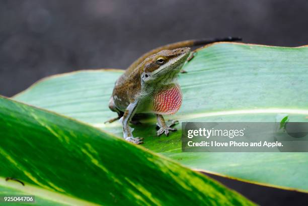 ogasawara scenery, green anole - ogasawara islands stock pictures, royalty-free photos & images