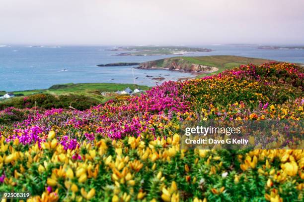 galway heather - galway stockfoto's en -beelden