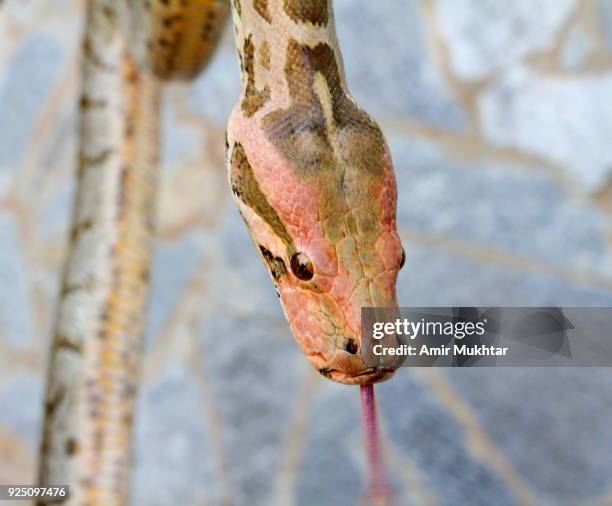 Python Tounge 234 Python Mouth Stock Photos, High-Res Pictures, and Images - Getty Images