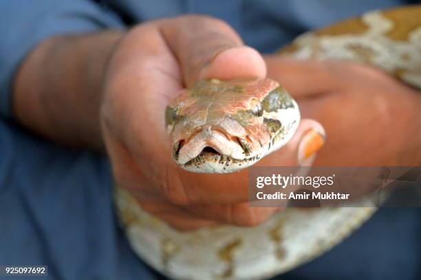 holding a python (snake) - python skin stock pictures, royalty-free photos & images