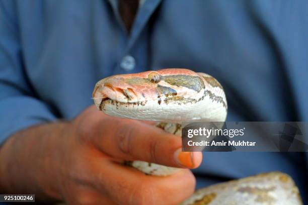 holding a python (snake) - python skin stock pictures, royalty-free photos & images