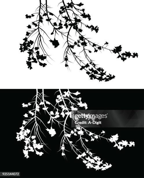 brach bristle - flower shadows stock illustrations