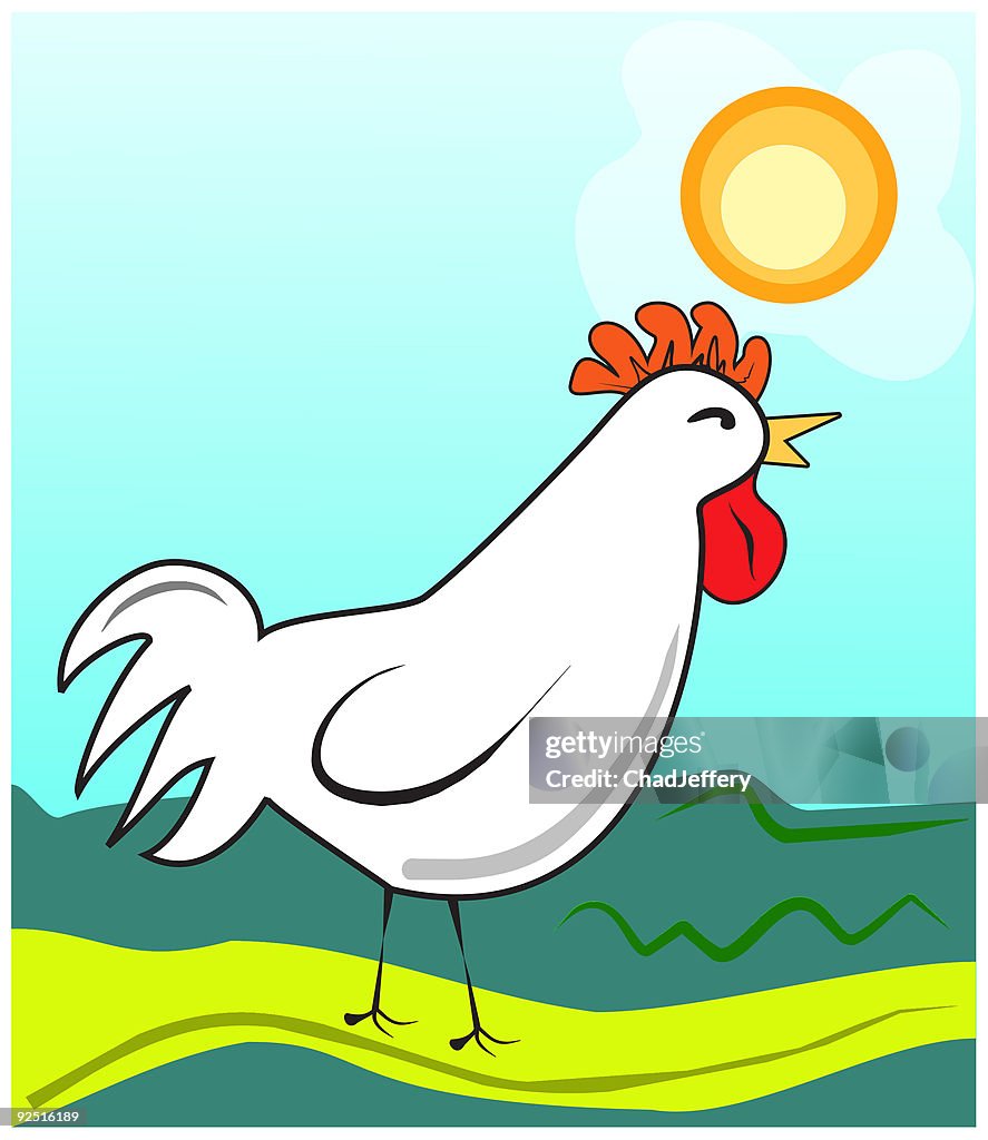 Chicken/Rooster out for a stroll