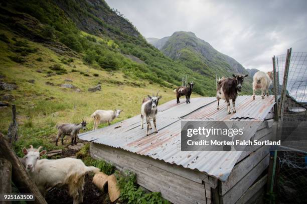 a herd of goats on a farm in rural norway on a summer afternoon - garden shed stock pictures, royalty-free photos & images