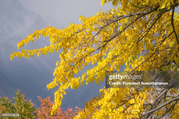 autumn tree in hunza valley, gilgit baltistan, pakistan - gilgit baltistan stockfoto's en -beelden