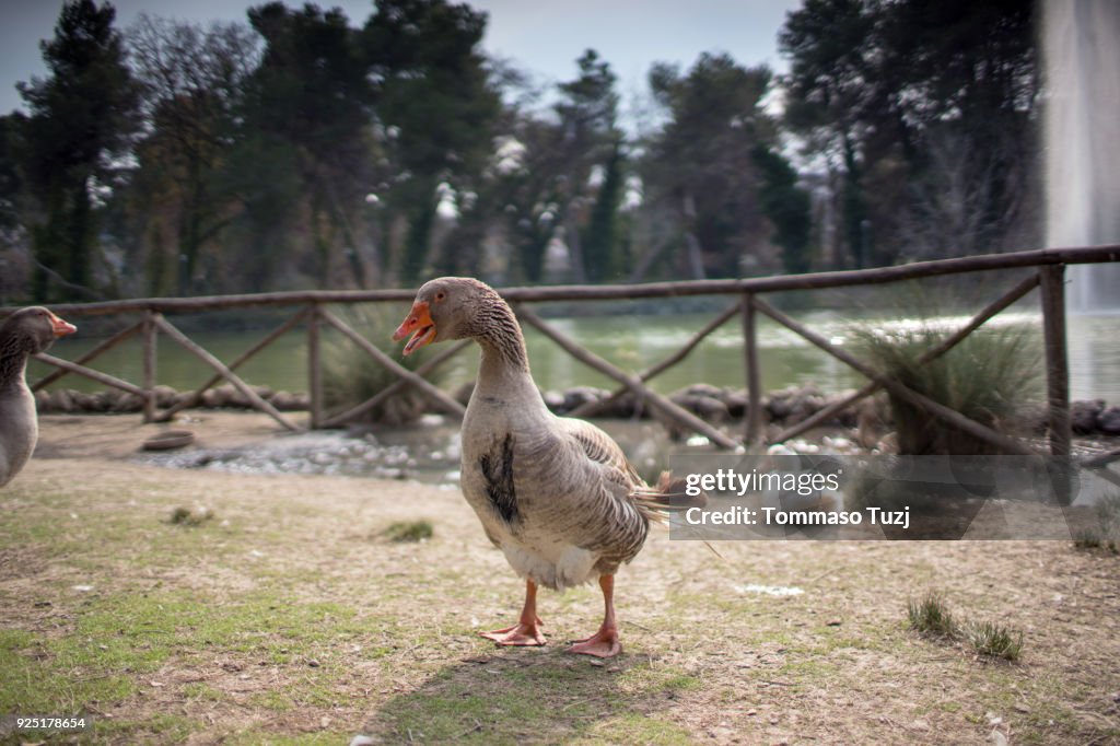 Mallard Ducks High-Res Stock Photo - Getty Images