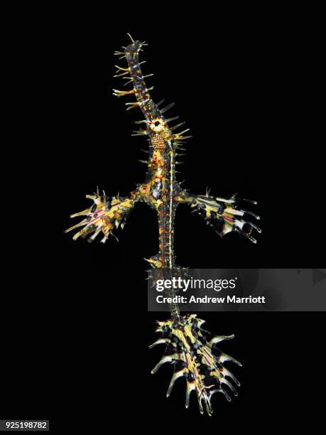 ornate ghost pipefish suspended in black - sulawesi norte imagens e fotografias de stock