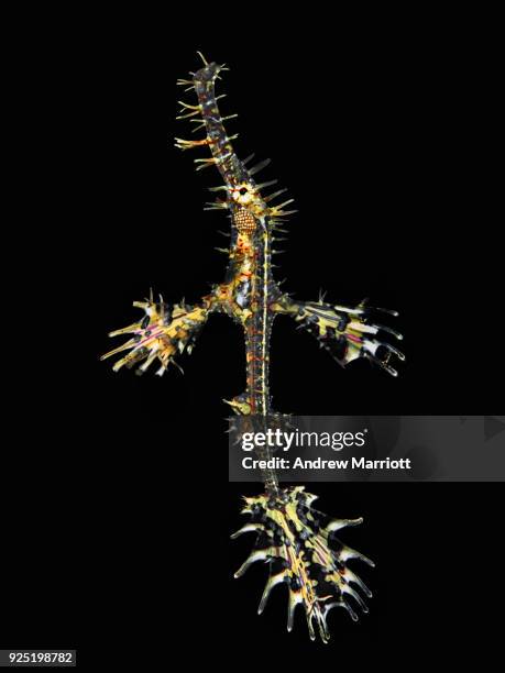 ornate ghost pipefish suspended in black - north sulawesi 個照片及圖片檔