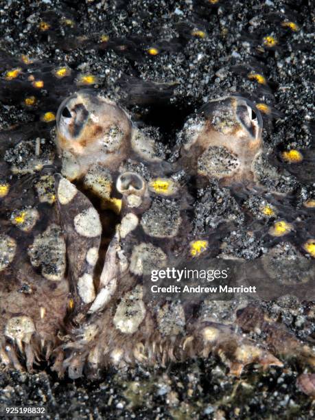 crooked face of a flounder - north sulawesi 個照片及圖片檔