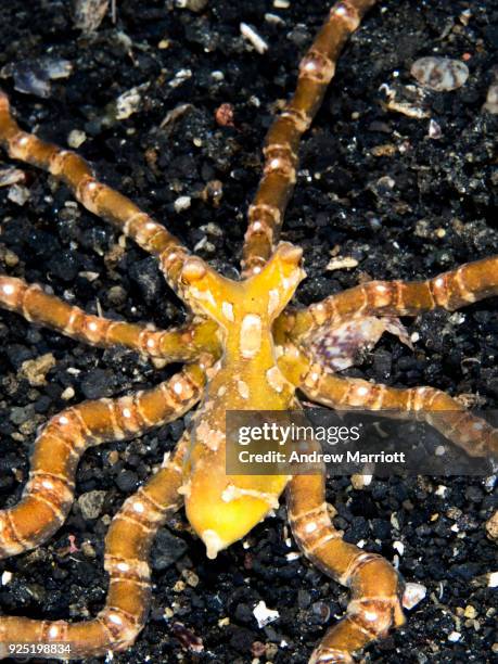 top down view of mimic octopus - sulawesi norte imagens e fotografias de stock