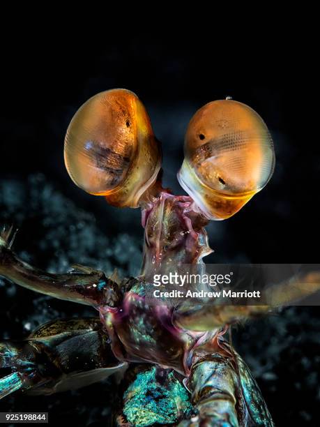 looking eye to eye with a mantis shrimp closeup - sulawesi norte imagens e fotografias de stock