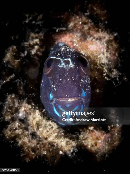 face to face with small blenny fish making silly face - north sulawesi 個照片及圖片檔