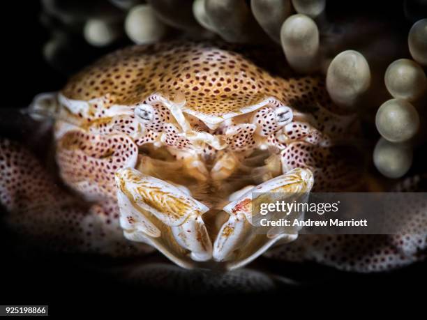 face to face with a porcelain crab - north sulawesi 個照片及圖片檔