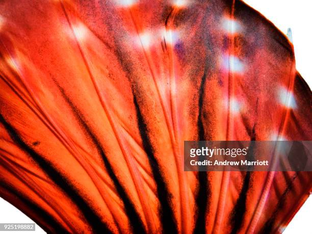 the fin of a lionfish isolated on white background - sulawesi norte imagens e fotografias de stock