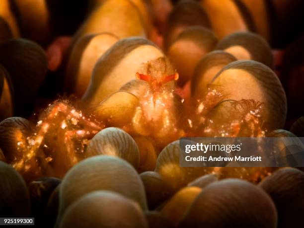 backlit orangutan crab - north sulawesi 個照片及圖片檔