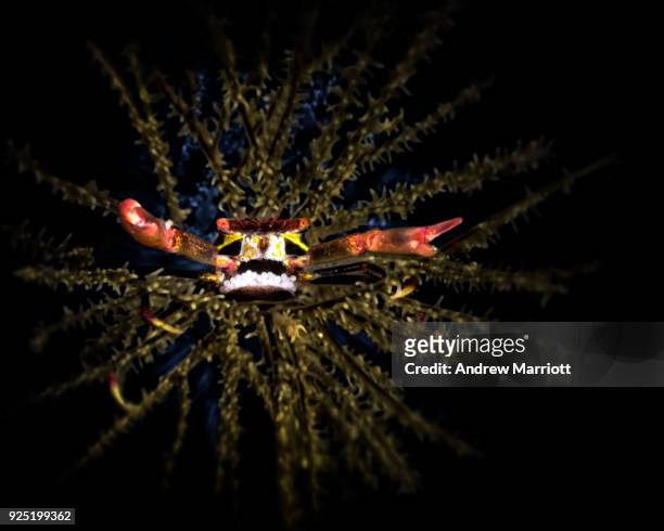 pregnant crab with vibrant colors - sulawesi norte imagens e fotografias de stock