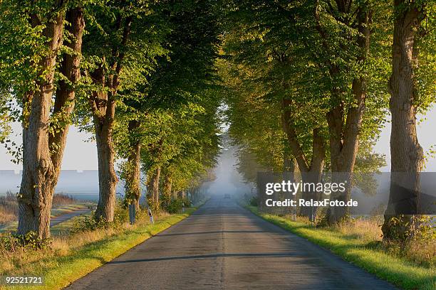 von bäumen gesäumt straße bei sonnenaufgang im nebel (xxl - boulevard stock-fotos und bilder