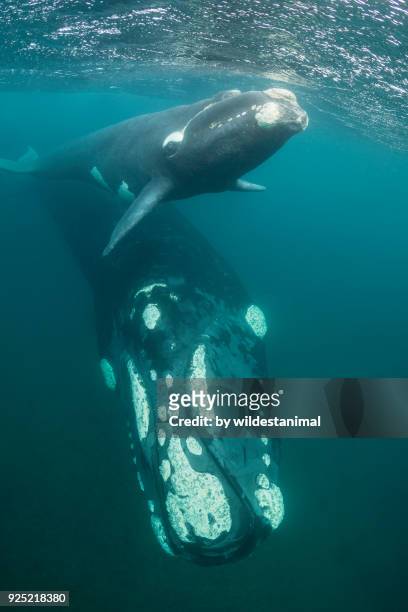 southern right whale calf and it's mother looking at the camera, nuevo gulf, valdes peninsula. - southern right whale stock pictures, royalty-free photos & images