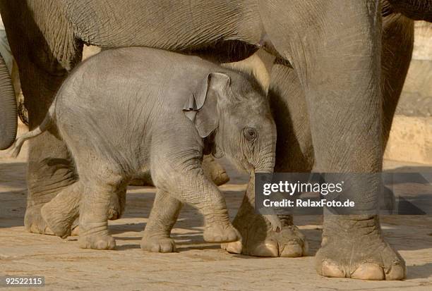 in need of protection - elephant calf under its mother - fotohandy stock pictures, royalty-free photos & images