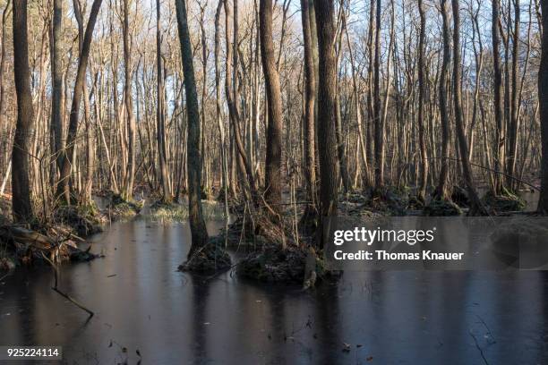 Spring Riparian 1,917 Riparian Zone Stock Photos, High-Res Pictures, and Images - Getty ...