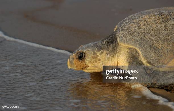 Olive Ridley turtles look at the Rushikulya river mouth beach on Bay of Bengal Seas eastern coast as they nest their eggs in mass nesting season 140...