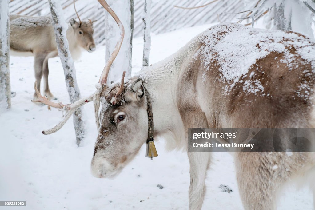 Reindeer At Samiland In Levi In Finnish Lapland