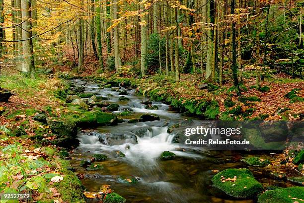 autumn landscape with brook in forest - bavarian forest stock pictures, royalty-free photos & images