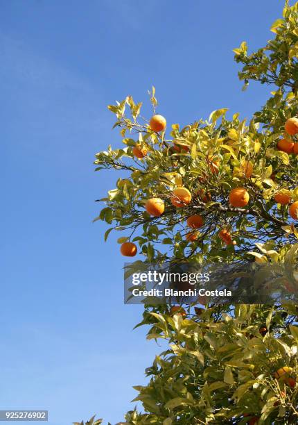 Orange Tree Colorful 566 Orange Tree Blue Sky Stock Photos, High-Res Pictures, and Images ...