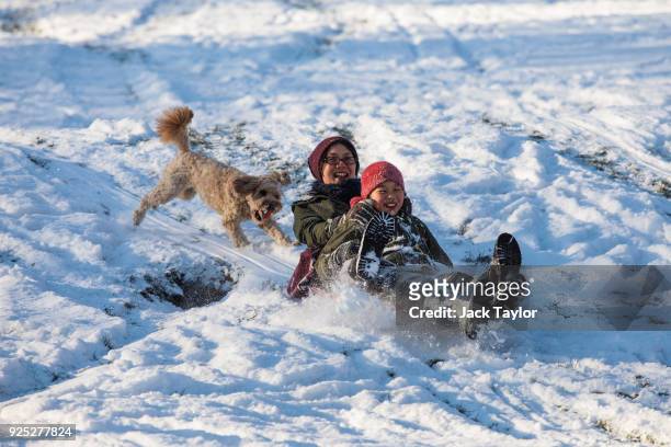 Dog chases after people as they sledge down a snow-covered hill in Greenwich Park on February 28, 2018 in London, United Kingdom. Freezing weather...