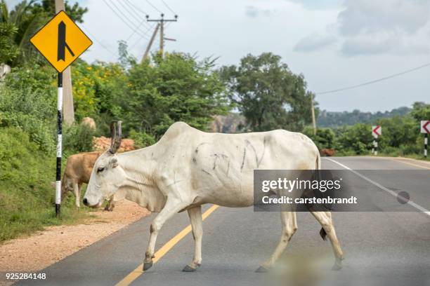 Cow In Road 303 Cow Crossing Road Stock Photos, High-Res Pictures, and Images ...