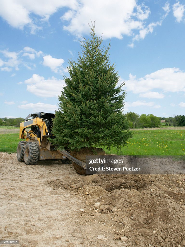 Evergreen tree on skid steer being planted