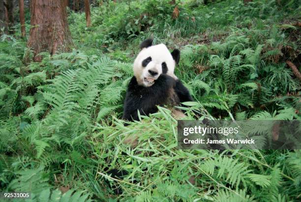 giant panda feeding on bamboo - pandya stock pictures, royalty-free photos & images