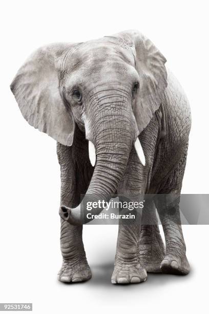 elephant - elefante fotografías e imágenes de stock