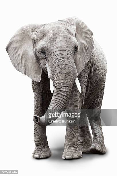 elephant - olifant stockfoto's en -beelden