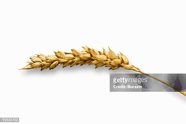 wheat - grano foto e immagini stock