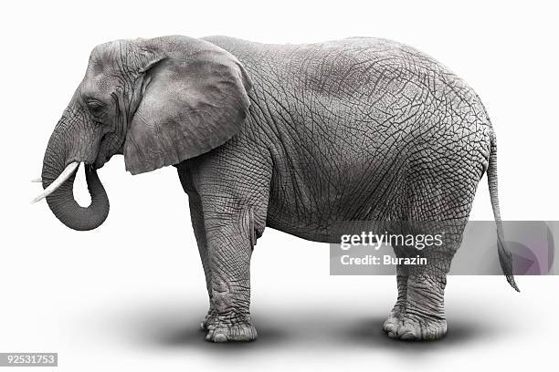 252 163点の動物 モノクロのストックフォト Getty Images 252 163点の動物 モノクロのストックフォト Getty Images